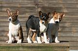 BASENJI 159